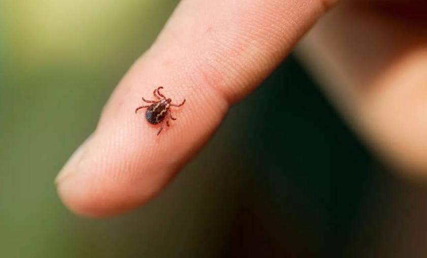 孩子被蚊虫咬了怎么办最有效,儿童被蚊虫叮咬可能引发的疾病