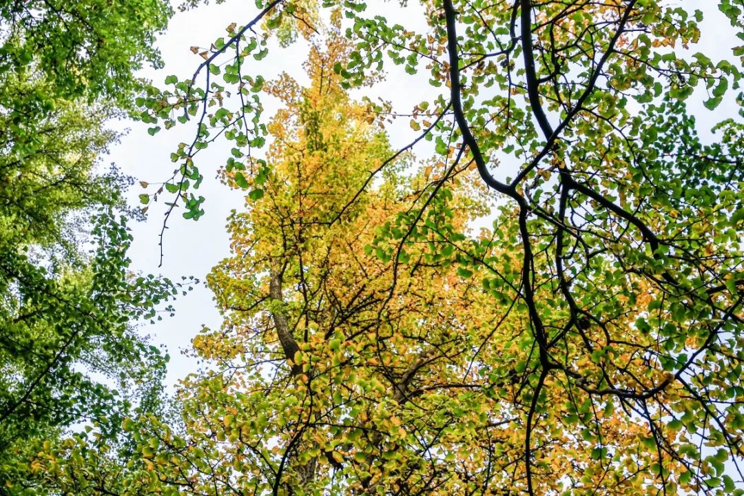 一到秋天南京就成了金陵,一入秋南京就成了金陵