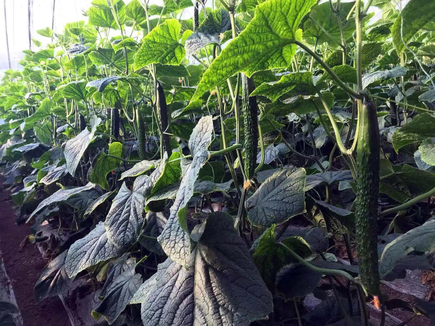 大润发批发平台便宜吗,青岛市南大润发物价便宜吗