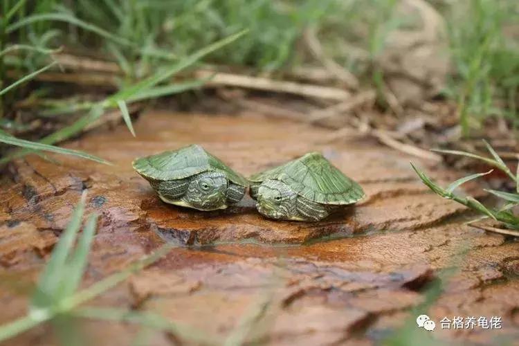 每周一龟|致敬巴神,物美价廉的普通彩龟