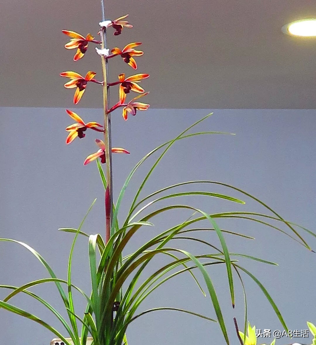 兰花蕙兰绝品传奇,每日一品茶叶