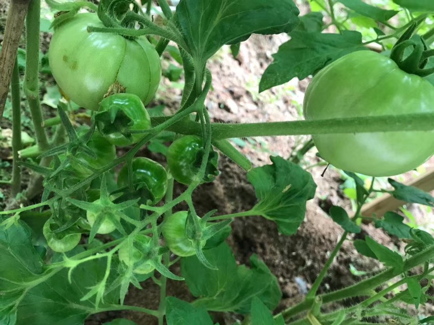 种菜的乐趣的古诗,农村小院种菜的诗句