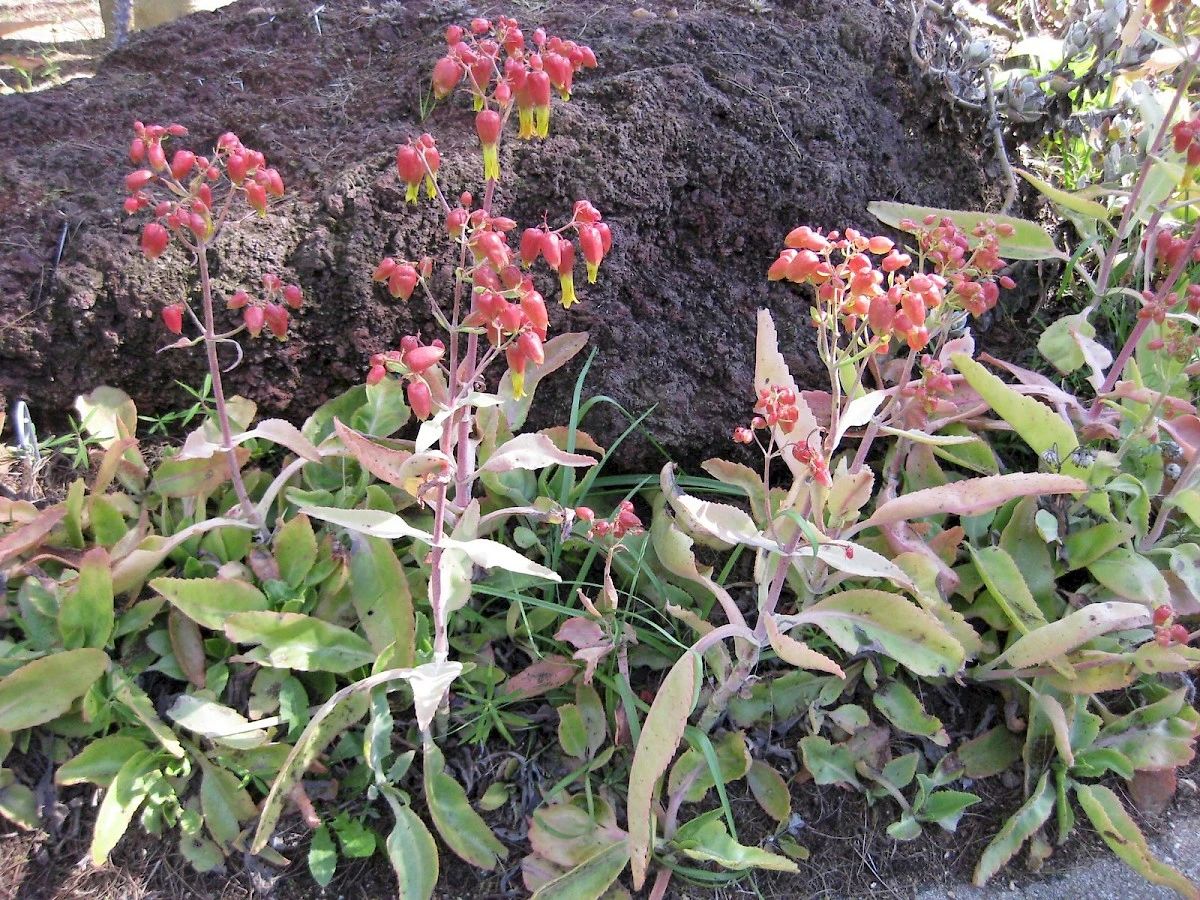 比多肉还好养的树,比多肉好看的绿植