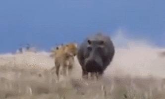 最强十大动物排名东北虎排位第一,有哪些动物能与东北虎一战