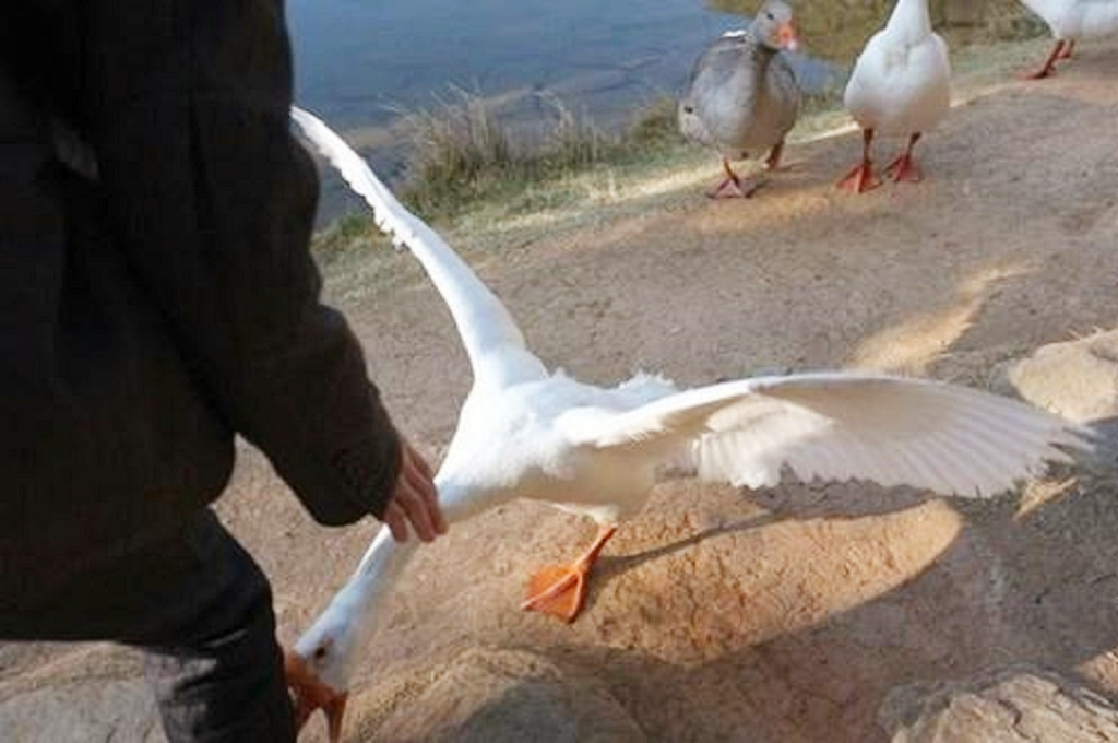 为什么蛇不敢碰鹅屎,为什么蛇不敢咬鹅