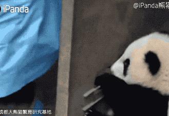 国内可以看熊猫吗,看熊猫要到哪里看