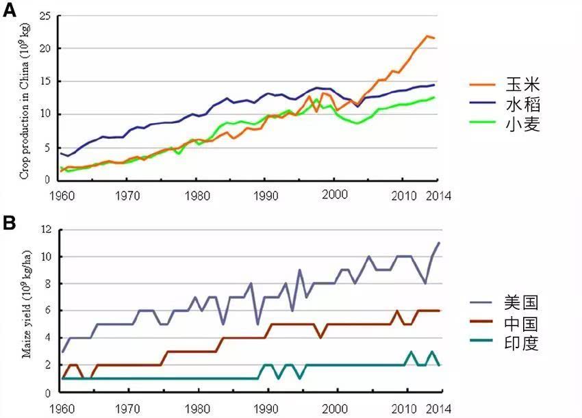玉米除草剂为什么玉米不死而草死,除草剂的对成熟玉米的危害