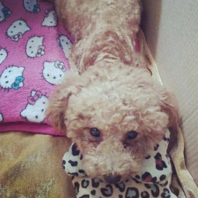 养狗记合集,养狗记28完整版