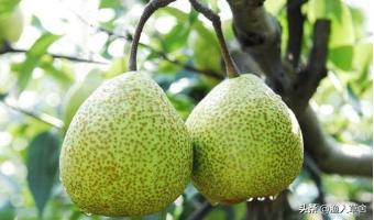 烟台十大农产品,烟台具有特色的农产品