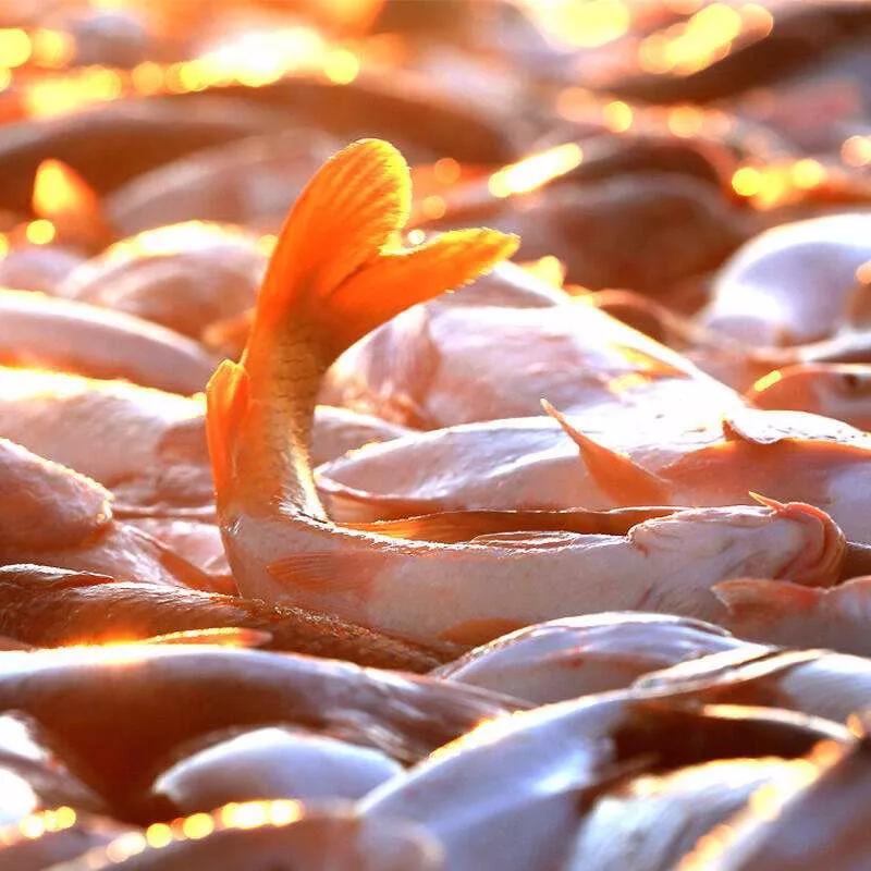 北方过年都吃什么文字图文,北方人过年吃什么美食