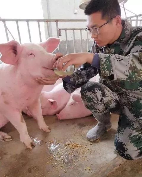 快看！非洲猪瘟终于找到有效的预防方案了，大户都是这样做的