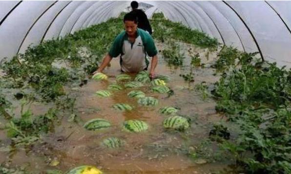 持续降雨对蔬菜的影响,多雨对西瓜影响
