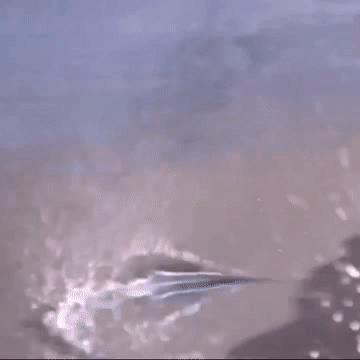 为什么浮漂总是微微上顶再下顿,而不是直接顿?原因根本不在调钓