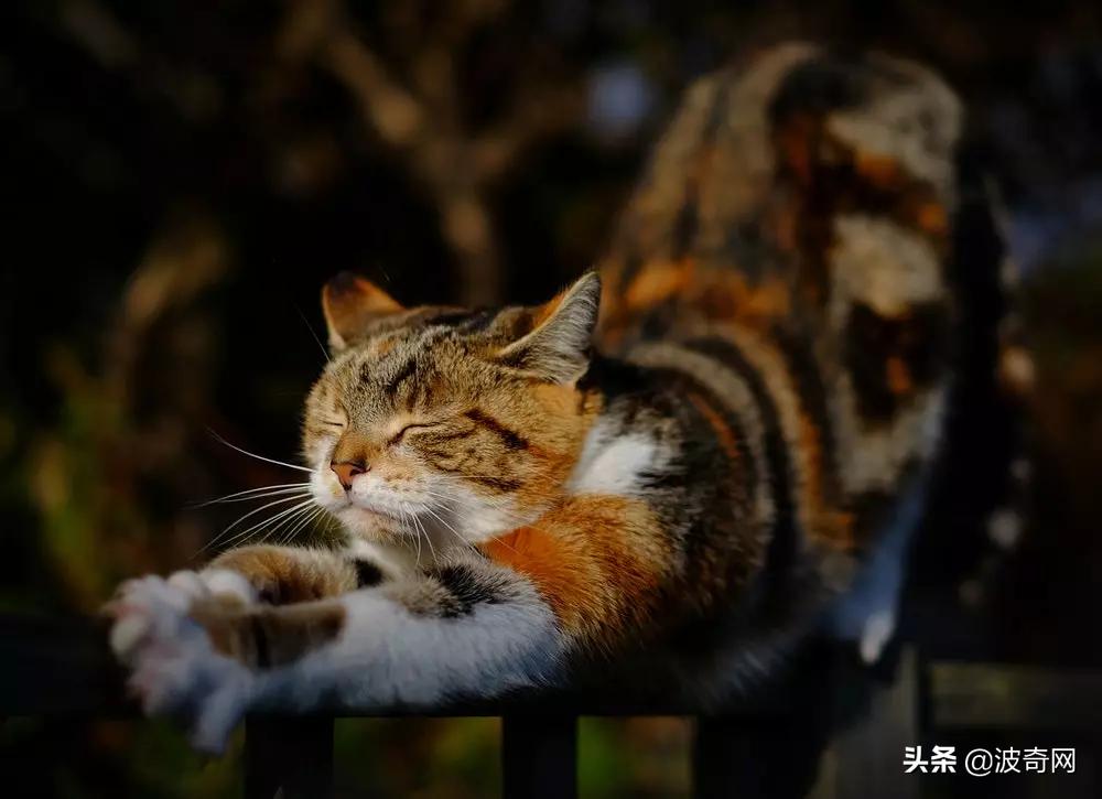 猫咪为什么掉毛特别厉害,猫咪打架掉毛秃了很大一块