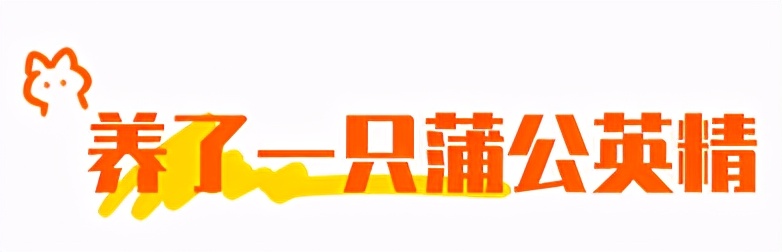 合租养猫劝退指南,《养猫劝退指南》