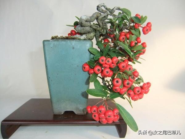 结紫色小果子的植物有哪些,什么植物可以结出好吃的果子