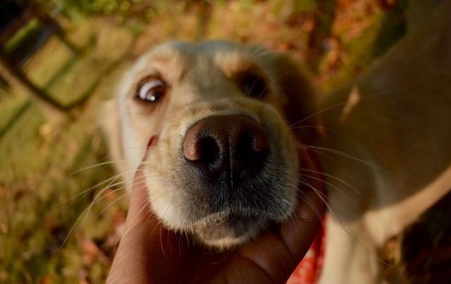 金毛被卖到肉店,金毛丢失重逢