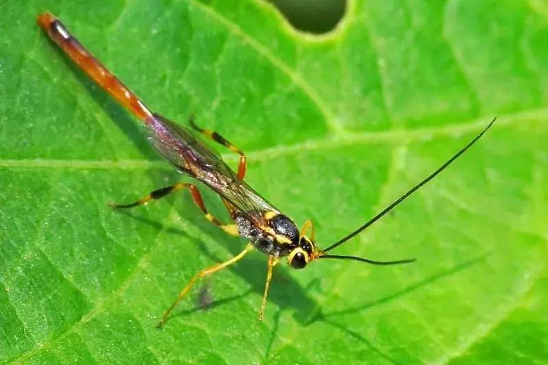 柑橘常见害虫高清图谱,柑橘常见害虫图片大全