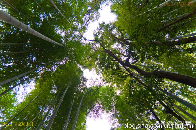 京都岚山风景区在哪,京都岚山樱花