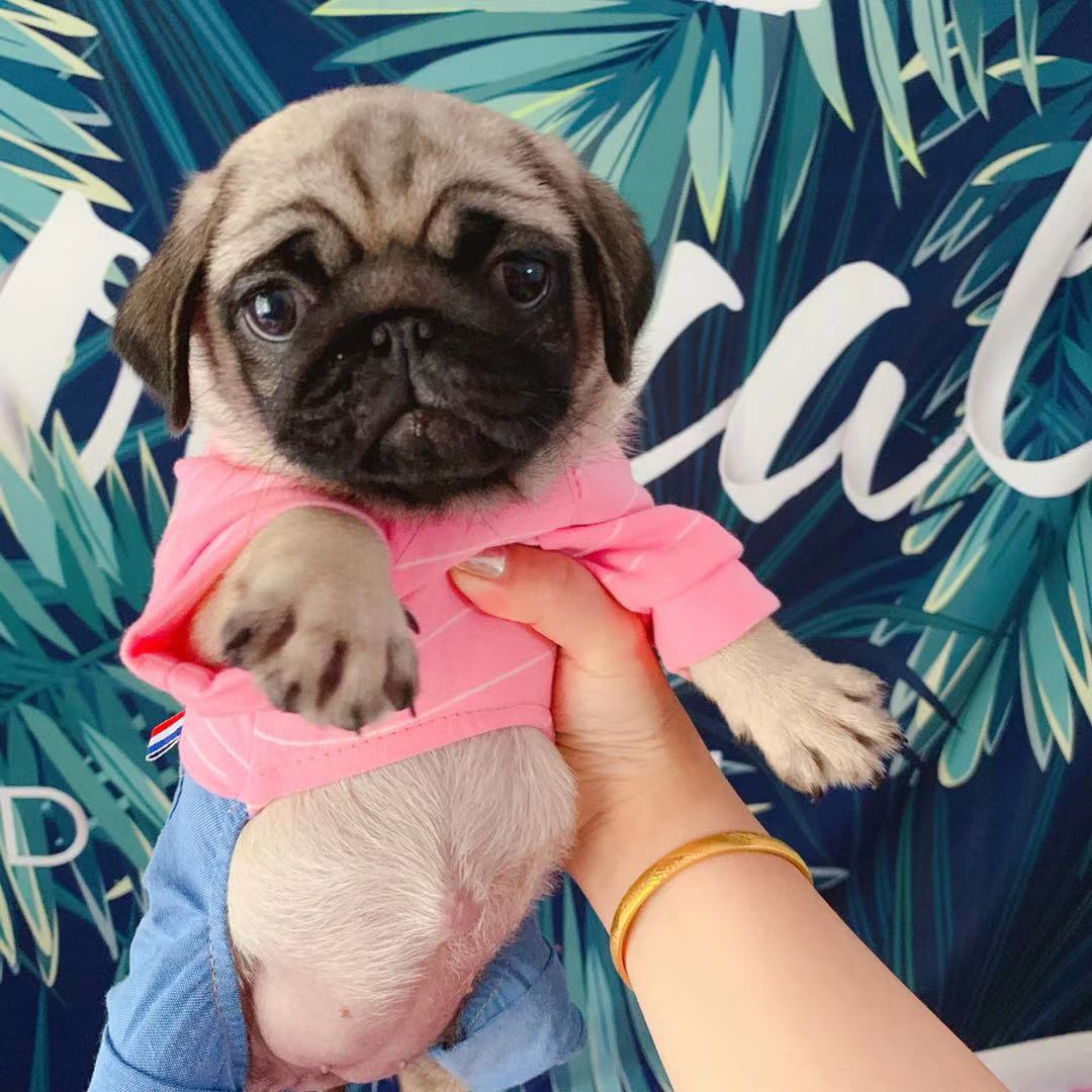 【家养宠物】如何挑选一只心仪的狗狗？必须注意哪些坑？