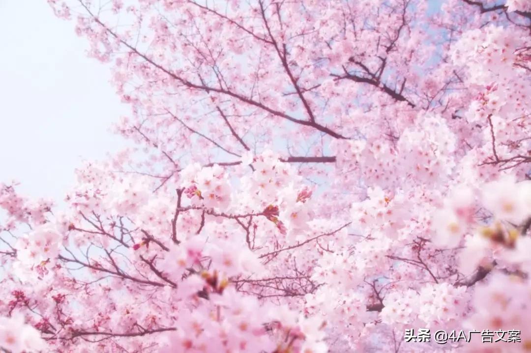 各大品牌樱花限定产品来了，少女心爆棚