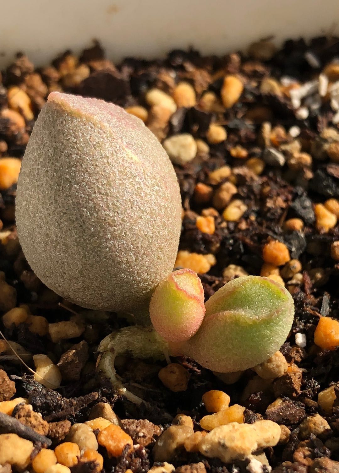 全部水泡类多肉,水泡多肉耐冻不