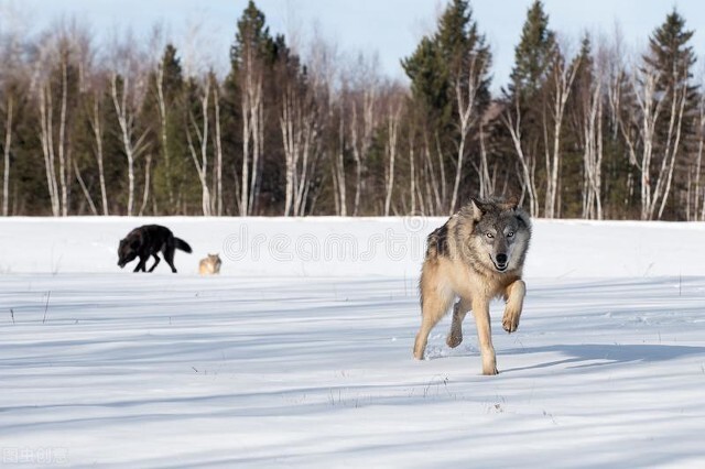 狼王梦学到的道理,狼王梦告诉我们了一个什么道理