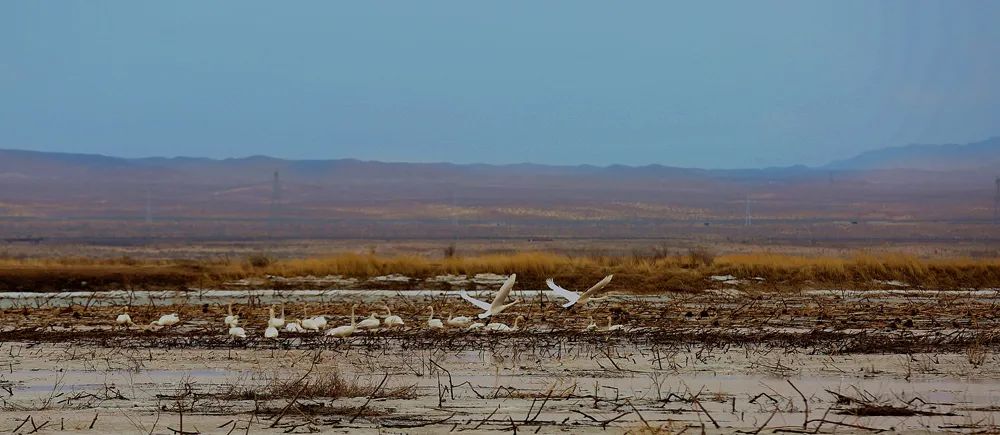 「磴口文化」河套阴山之情韵