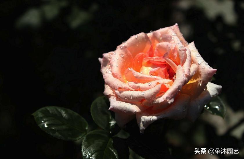 月季花知识英文,英文月季名称大全100个