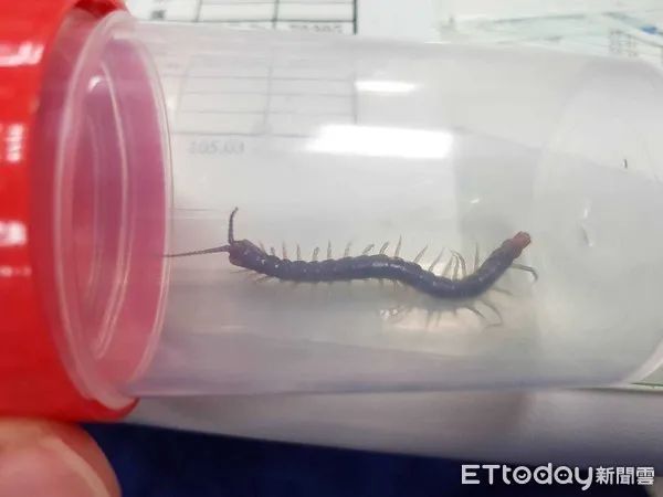 在南方大蜈蚣面前，南方大蟑螂简直不堪一提