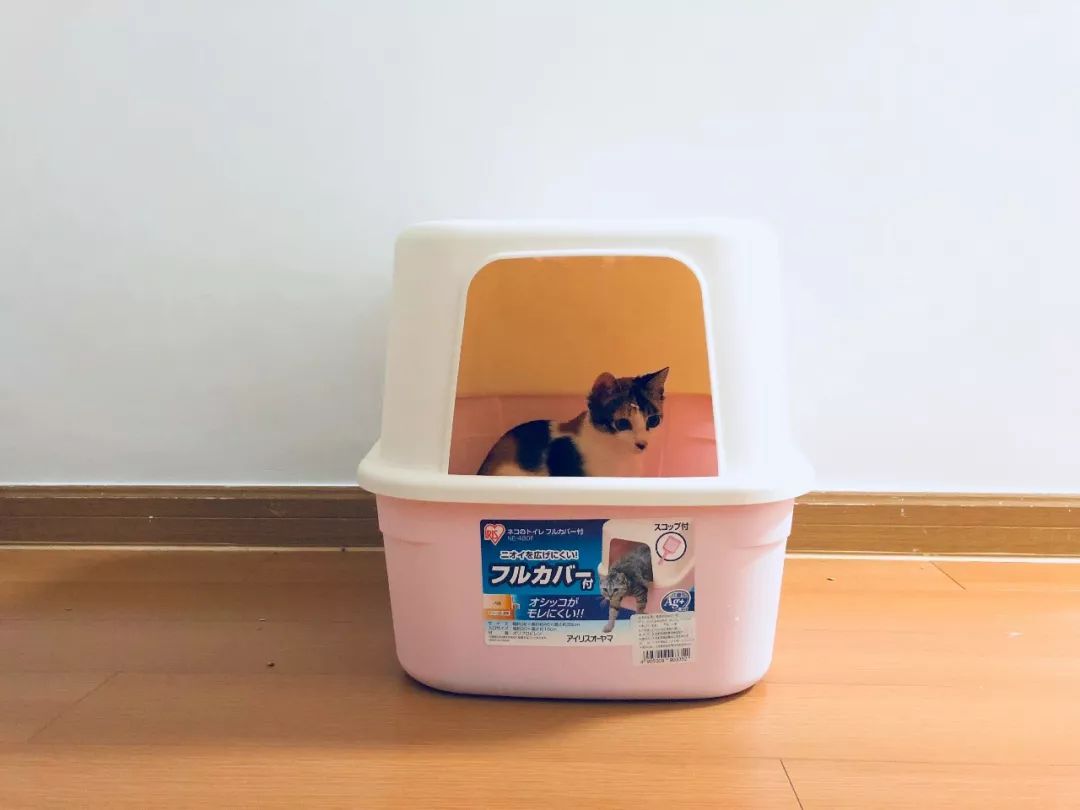 如何纠正猫咪的尿床行为,怎么彻底解决猫咪尿床