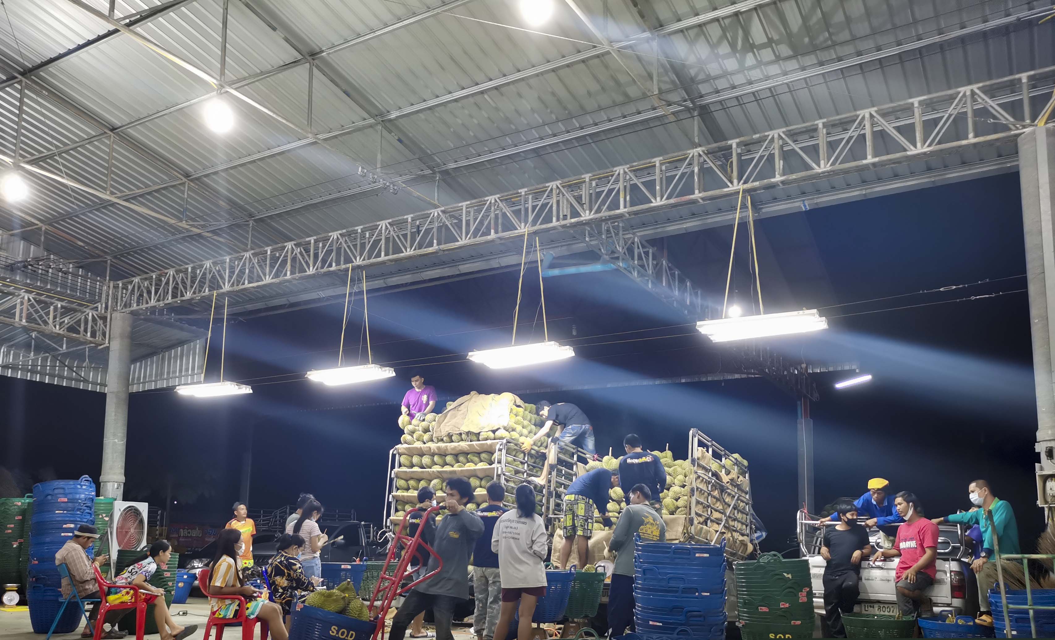 泰国榴莲金枕甜甜的,泰国金枕榴莲泰美味什么价格