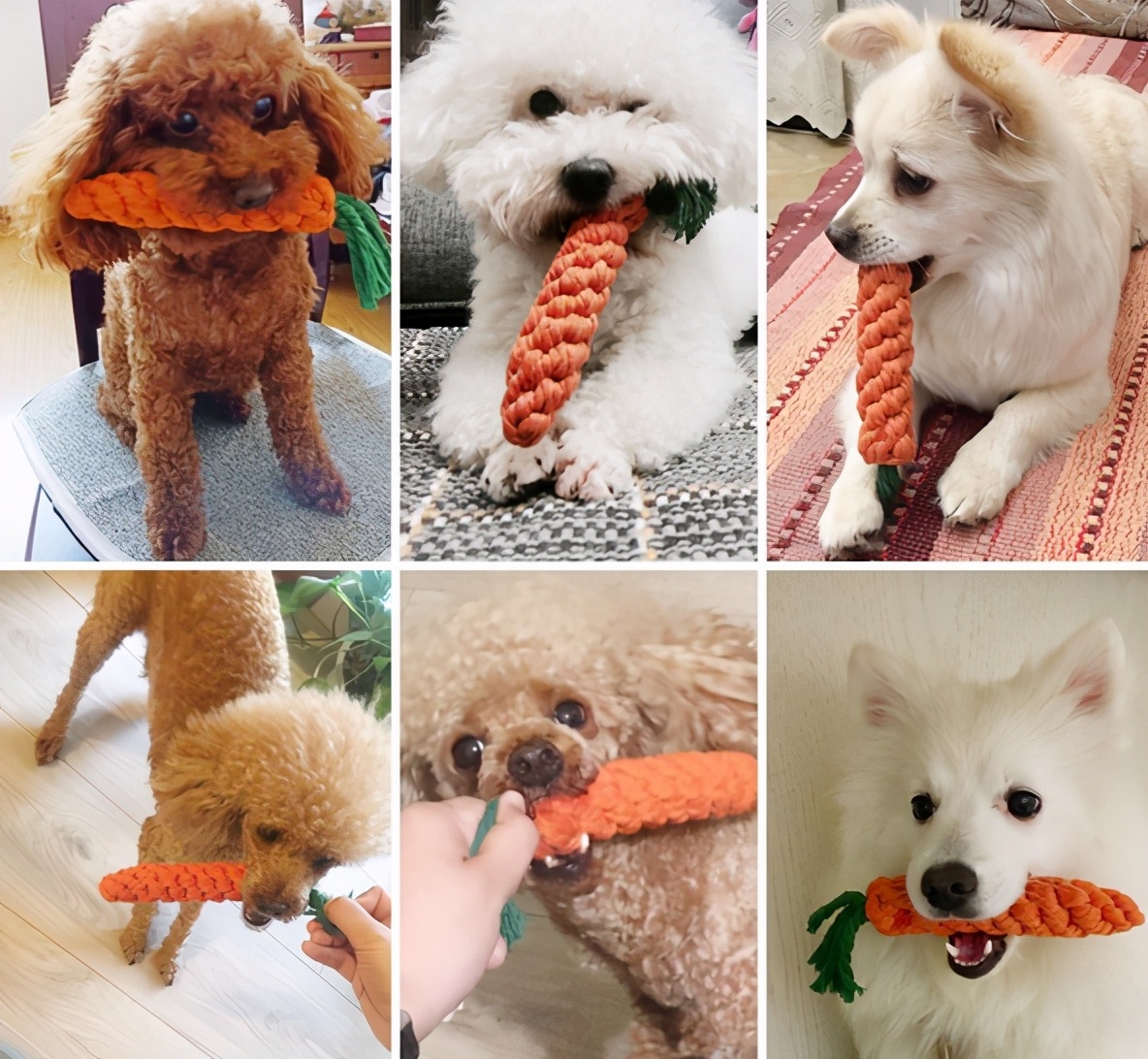 养狗狗好物分享,泰迪养狗入门必备攻略