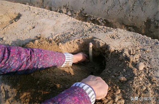 白芦笋的种植方法和时间,芦笋怎样种植比较好吃