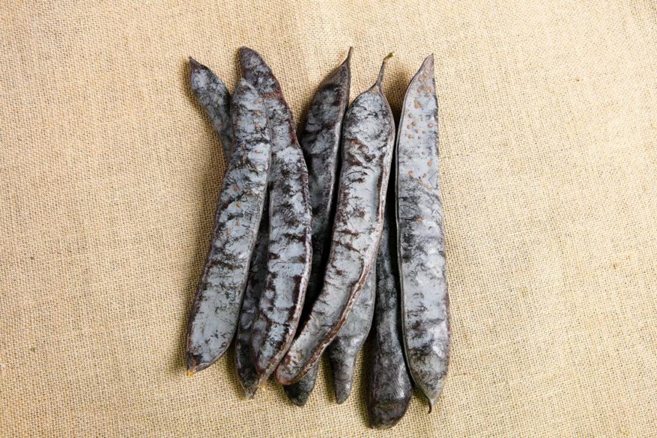 皂荚树现在还有吗,皂荚树经历辉煌又被嫌弃