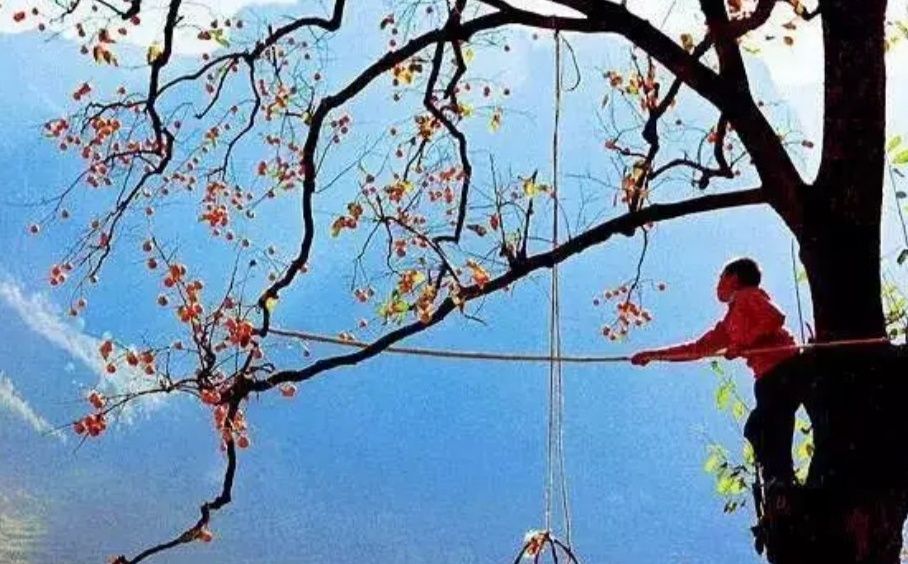 什么树是吉祥树,什么树寓意好又好养活