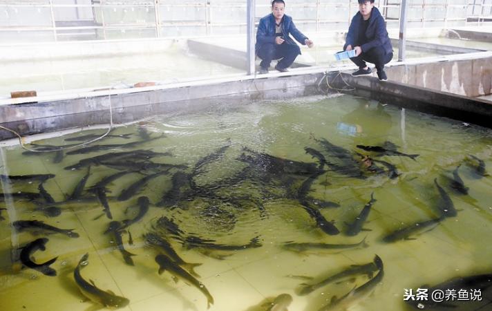 泰国斗鱼可以和孔雀鱼同鱼缸吗 (泰国斗鱼和孔雀鱼区别)