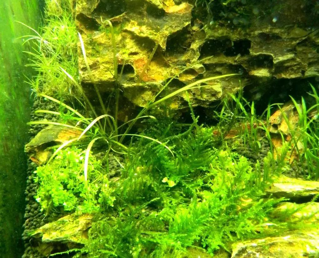 草缸造景教程:胶水造景太温柔,男人就该上电钻