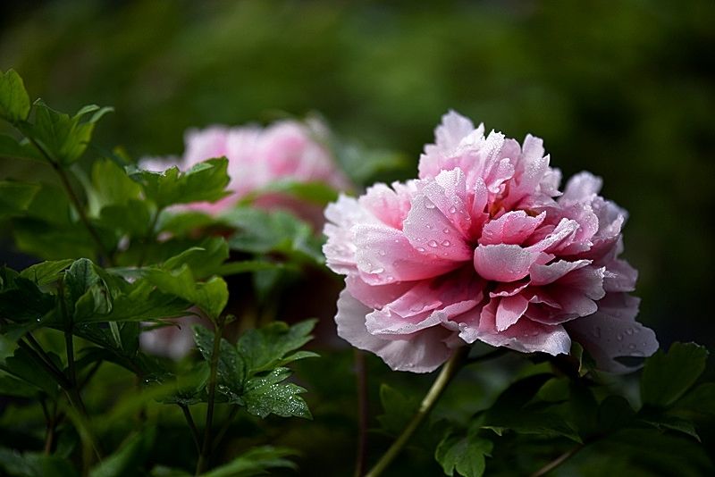 花艺插花常见花名有哪些,鲜花插花的技巧有哪些