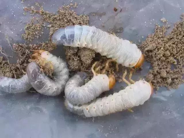 夏黑葡萄各个时间防哪些虫害,葡萄14种常见虫卵图解