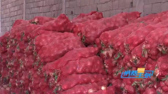 洋葱价格及出口情况,全国各地洋葱产地批发价格