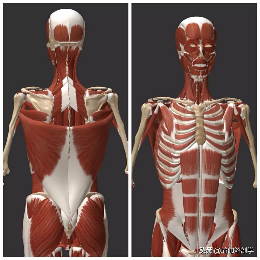 肩颈疼痛不能用力,肩颈疼不能转头怎么办