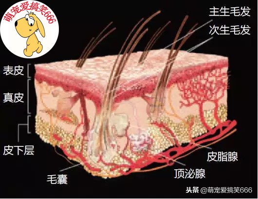 狗狗浴液博美专用,狗狗浴液可以用什么代替