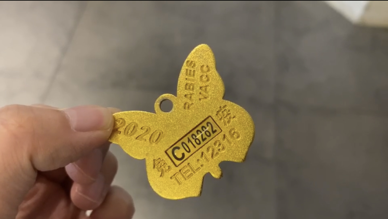 养柯基必须知道的5大注意事项,养柯基前需要知道些什么