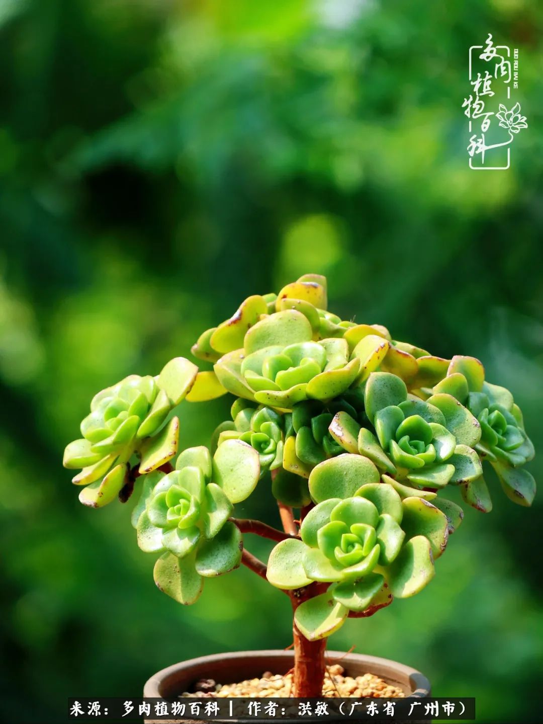 细品广州暴雨后，盛夏来临前的法师