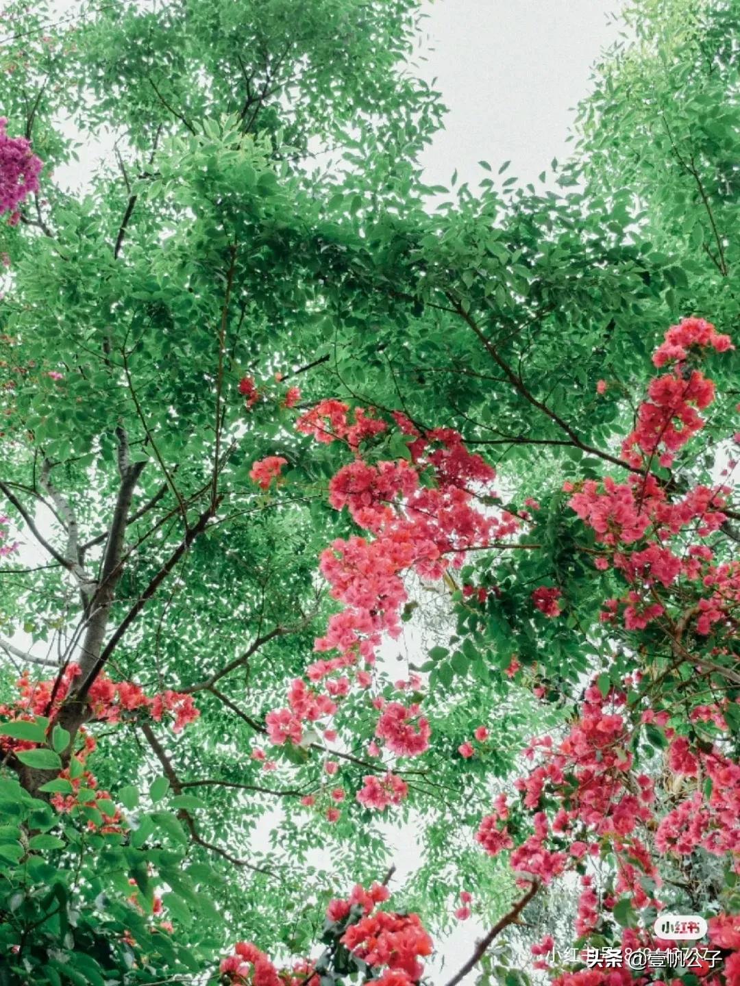 被大理的美景所折服,被丽江的风景美到了