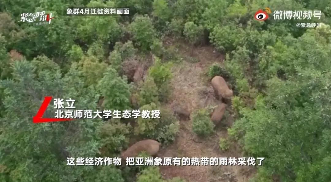 大象迁徙事件始末,大象迁徙为什么又回去了