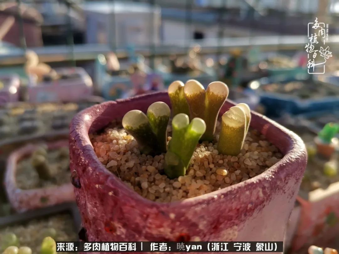 多肉初级入坑者,入坑多肉