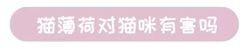 猫薄荷对猫咪有什么危害吗,让猫咪陷入疯狂的猫薄荷