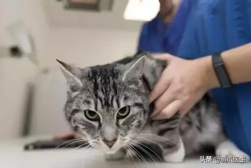 猫掉毛最好的解决办法,猫吃鱼油能改善掉毛吗